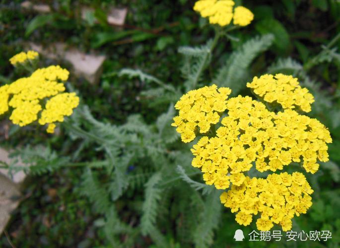 科普:帮助排卵的天然草药
