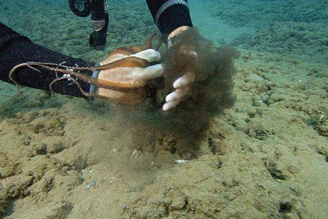 这种墨汁可以吃哦!