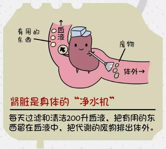 肾好才是硬道理日常保护肾脏的方法