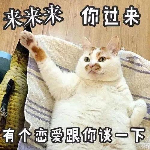 一大波猫咪表情包正在靠近!