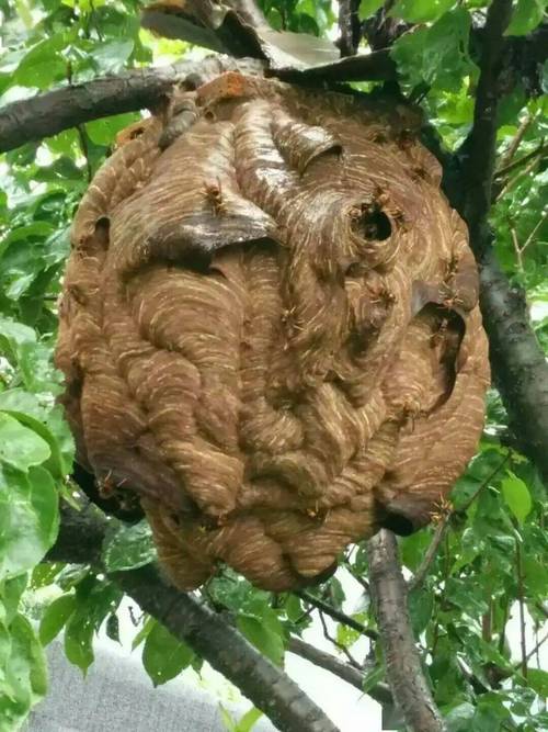 一住户家的窗户上惊现马蜂窝!竟然比脸盆还大!