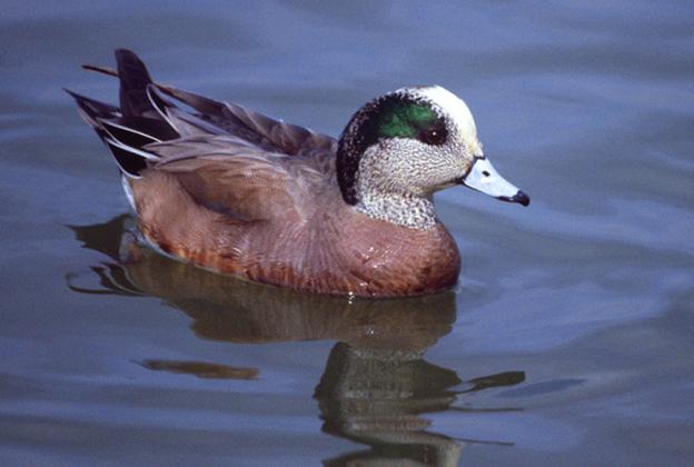 鸭脚趾间有蹼,但很少潜水,游泳时尾露出水面,善于在水中觅食,戏水和
