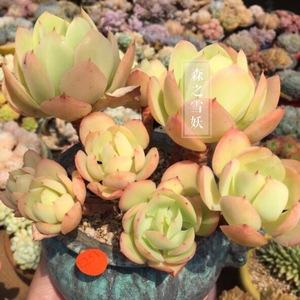 柠檬卷多肉植物