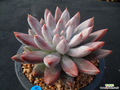 387杜里万 多肉植物