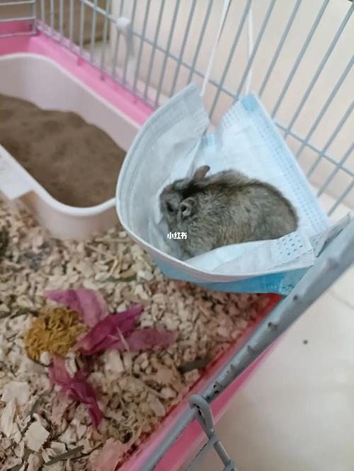 给鼠子做的吊床989898_吊床_仓鼠_侏儒仓鼠_宠物_宠物其他