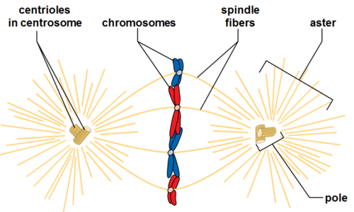 mitotic spindle and centrioles