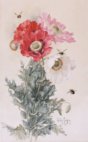 《罂粟花和蜜蜂》(poppies and bees)