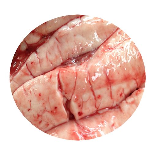 鱼白1000g 鱼子鱼油 鱼杂 xh