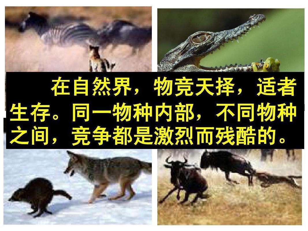 物竞天择适者生存是什么意思