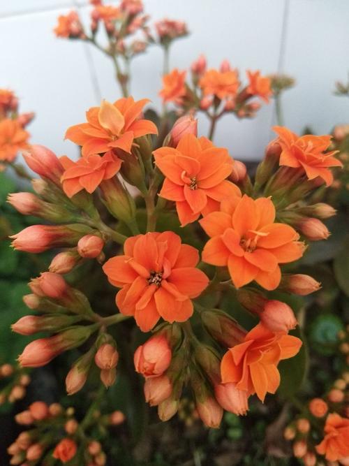 绽放——橘色长寿花