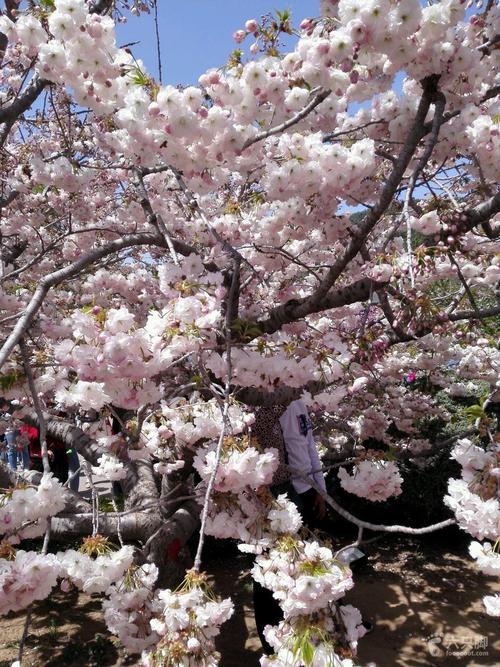 大连旅顺203樱花园2019-05-01 徒步26