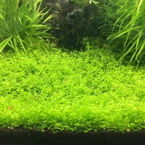 爬地矮珍珠 趴地矮珍珠,爬地草皮 爬地矮珍珠 ,自养水   