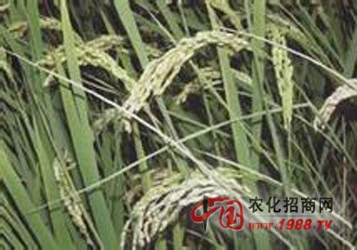 水稻青枯病