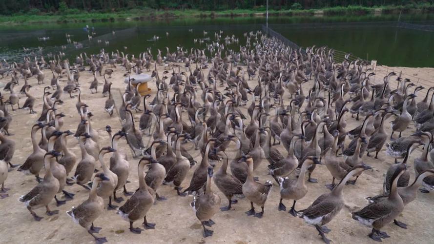 鹅群放养游水的鹅鱼塘的鹅饲养鹅_视频素材包下载(:)
