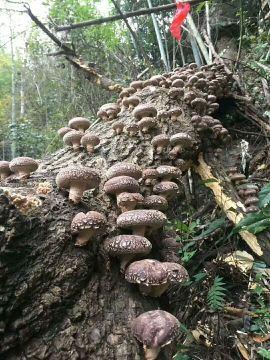 [供]销售野生椴木香菇(干品)