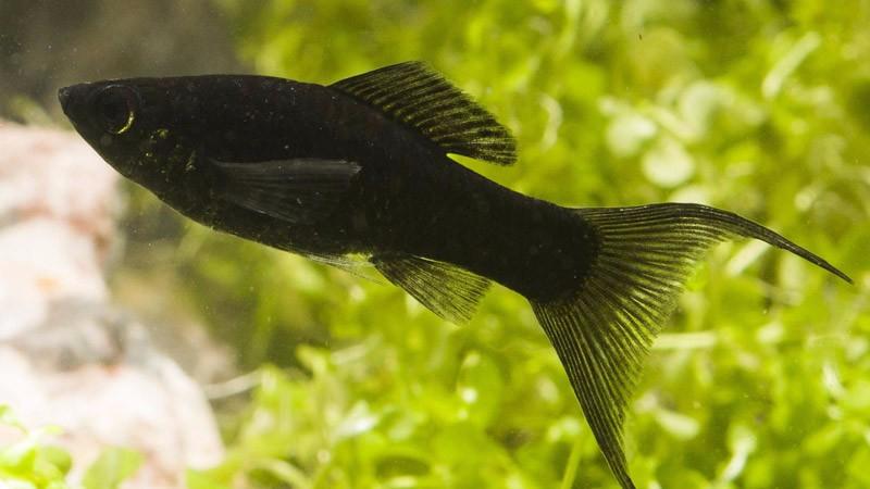 黑玛丽鱼怎么分公母