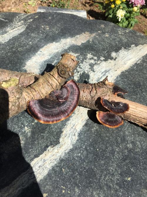 长在水冬瓜树上的.