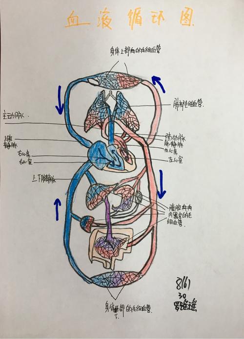 初二年《血液循环系统》优秀作业集