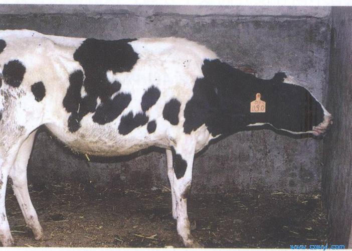 败血症和组织器官的出血性炎症为特征的传染病,故又称牛出血性败血症