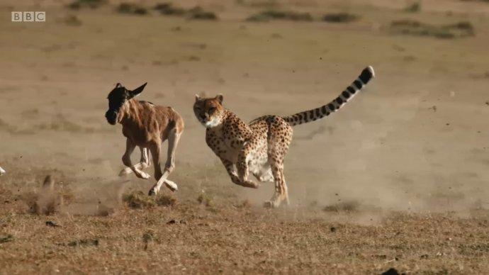 纪录片bbc捕猎thehunt2015附视频和ost下载