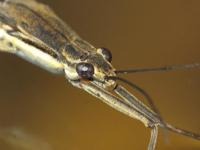  p>尖钩宽黾蝽是 a href="#">昆虫纲 /a>目半翅目科宽黾蝽科动物,有无