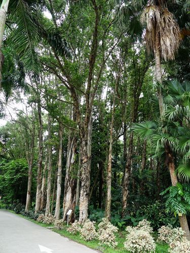 白千层袒胸露乳脱皮树