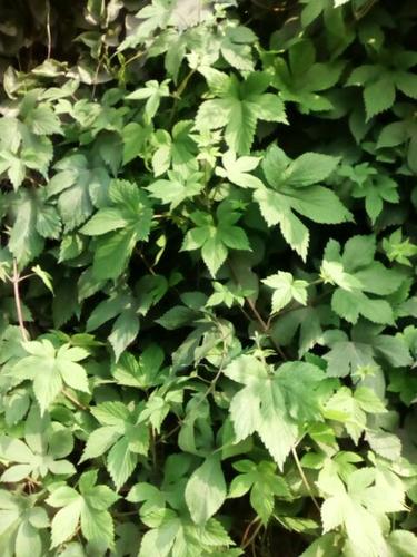 路边的野生藤蔓植物,叫啥名字啊?