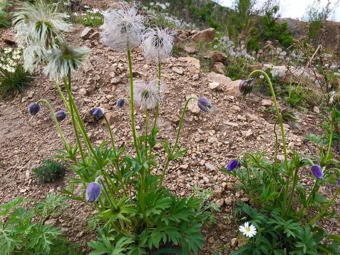 为毛茛科植物白头翁的干燥根.别名:野丈人,胡王使者,白头公等.