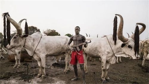 非洲最高贵的牛,有牛就有娶媳妇的资格,当地人持枪保护