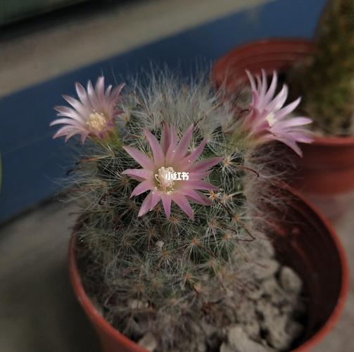 孤陋寡闻了,养多肉仙人球居然会开花,只是这造型