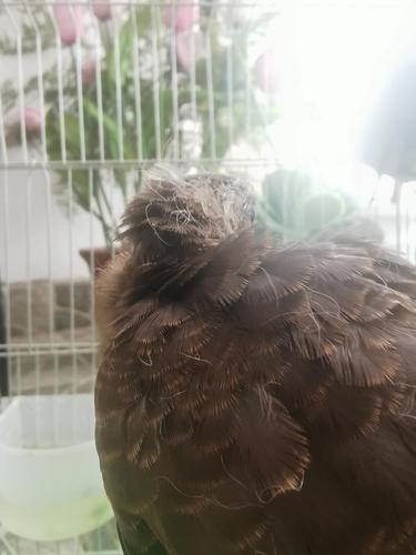 捡到只珠颈斑鸠幼崽,怎么喂养?