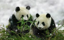 国宝——大熊猫_百度百科