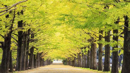 唯美银杏树图片-风景壁纸-高清风景图片-娟娟壁纸