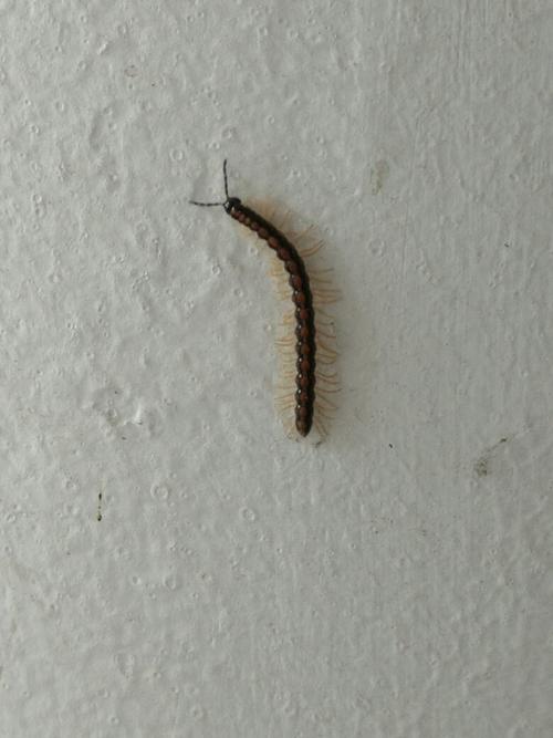 这是蜈蚣还是千足虫?还是什么?_百度知道