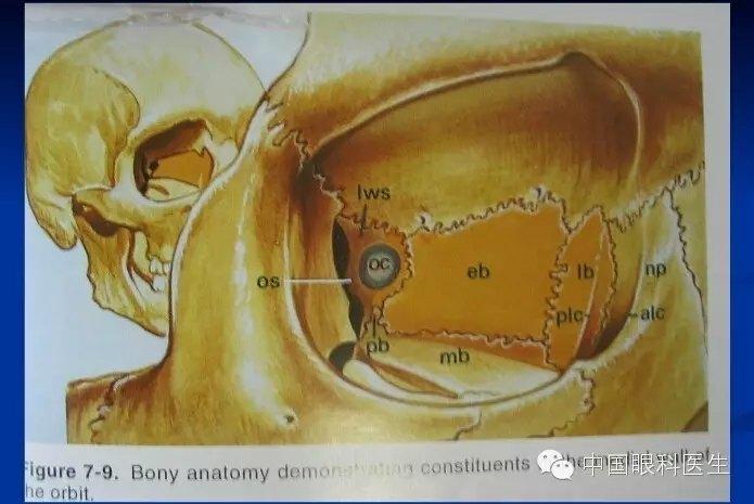 眼眶的解剖最全面的图文详解