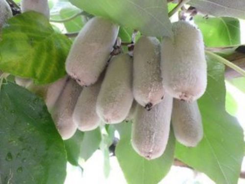 白猕猴桃,木质藤本.茎枝较大,具刺毛状齿,为粉红色花.