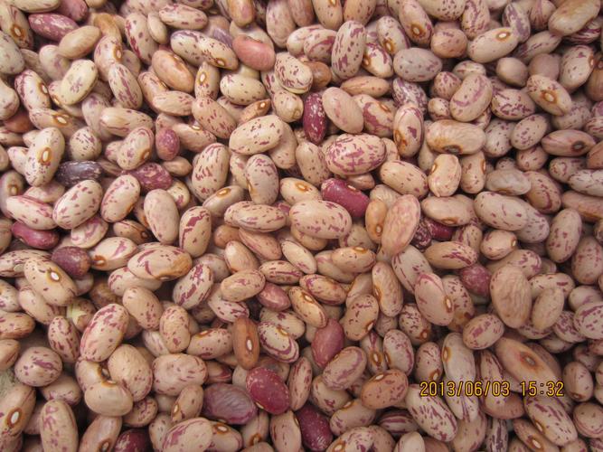 organic kidney bean product name:organic pinto bean(round shape)