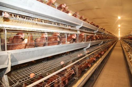 现代工厂化养鸡场要想获得更多的鸡蛋,还必须要有足够数量的母鸡.
