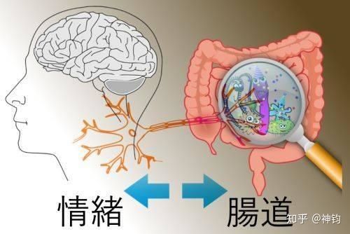 最新的研究成果表明,肠道菌群能根据对它对食物的喜好,调节你的生理和