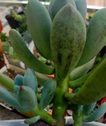 三种多肉病害及防治:黑斑病,黑腐病,煤烟病