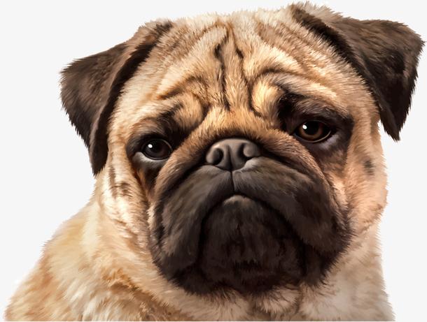 关键词 : 萌萌的,沙皮狗,可爱,动物