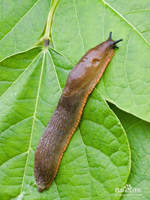 鼻涕虫是怎么形成的