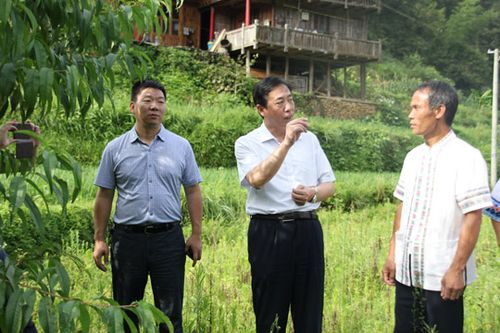 1/7 省扶贫办主任王志群来到城步苗族自治县丹口镇边溪村调研扶贫产业