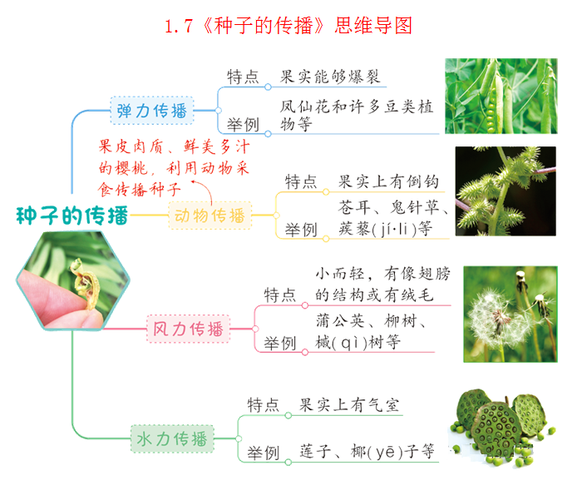 植物的生长变化教科版四年级科学下册全册思维导图2第三单元 岩石与