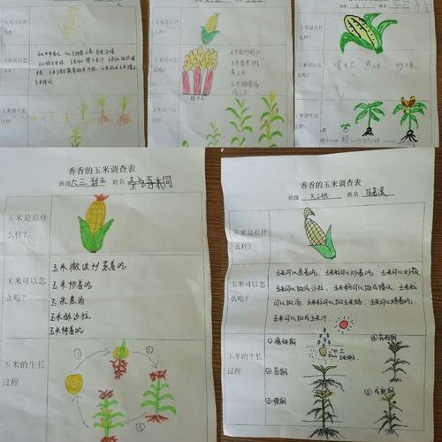 玉米的生长过程手抄报 手抄报排版