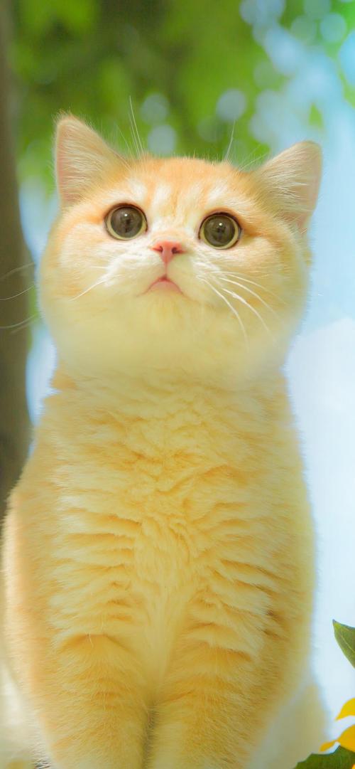 有哪些超级治愈的猫咪壁纸