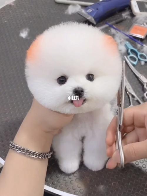 可爱的茶杯犬_茶杯犬_宠物_狗