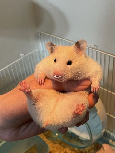 金丝熊也太可爱了吧_金丝熊_金丝熊日常_宠物_宠物其他