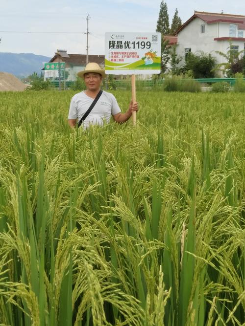 最强优质稻 隆晶优1199