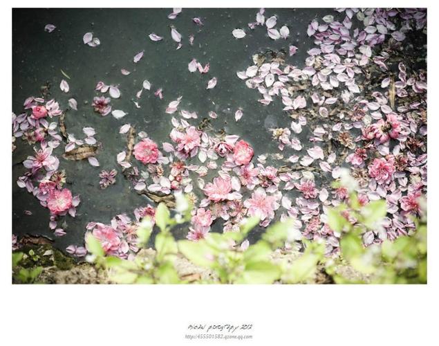 有一种美叫桃花落